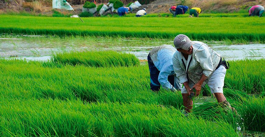 Paro agrario en Perú productores arroceros